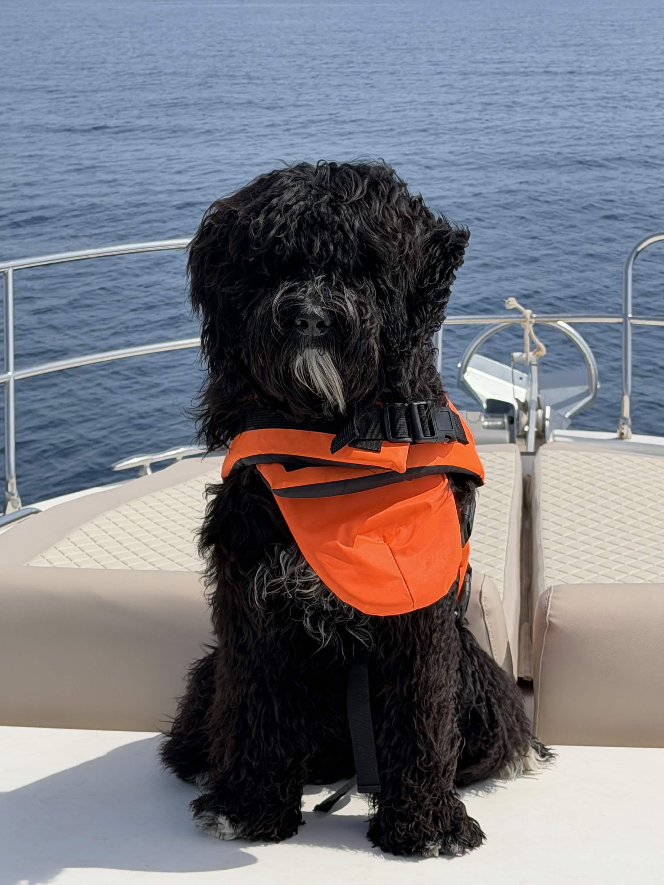 Polo — Ship's dog, wearing his orange life jacket on deck